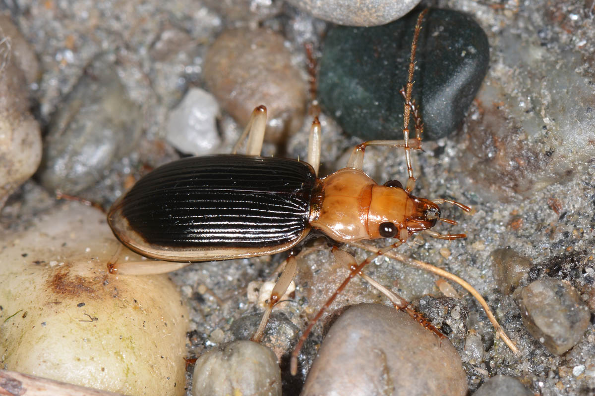 Avigliana, Lungo Dora: Carabidae lungo il fiume.